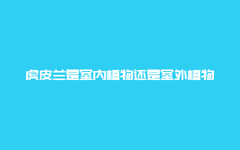 虎皮兰是室内植物还是室外植物