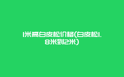 1米高白皮松价格(白皮松1.8米到2米)