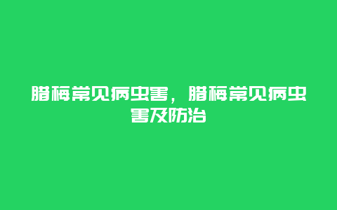 腊梅常见病虫害，腊梅常见病虫害及防治