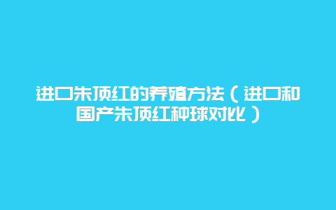 进口朱顶红的养殖方法（进口和国产朱顶红种球对比）