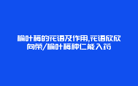 榆叶梅的花语及作用,花语欣欣向荣/榆叶梅种仁能入药