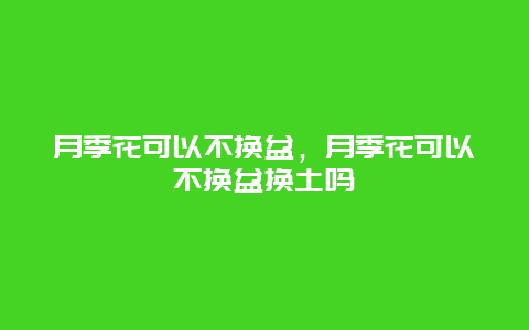 月季花可以不换盆，月季花可以不换盆换土吗