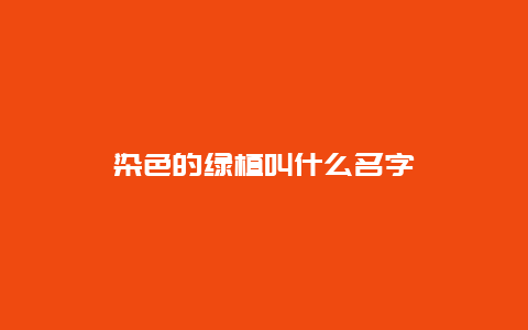 染色的绿植叫什么名字