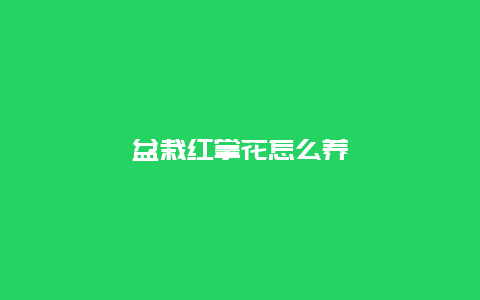 盆栽红掌花怎么养