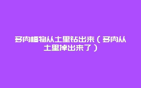 多肉植物从土里钻出来（多肉从土里掉出来了）