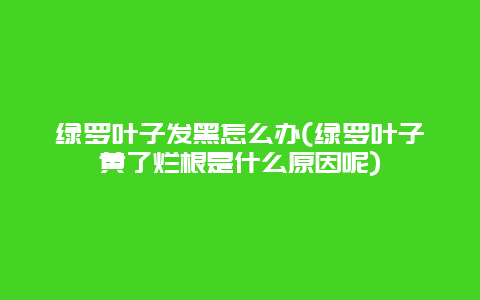 绿罗叶子发黑怎么办(绿罗叶子黄了烂根是什么原因呢)