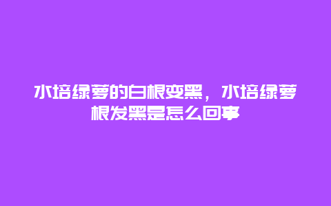 水培绿萝的白根变黑，水培绿萝根发黑是怎么回事