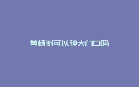 黄杨树可以种大门口吗