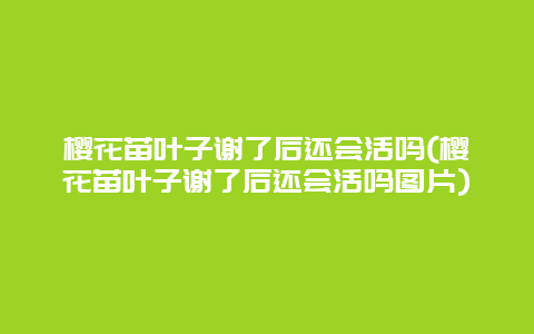 樱花苗叶子谢了后还会活吗(樱花苗叶子谢了后还会活吗图片)