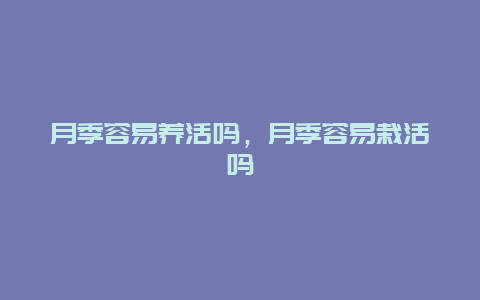 月季容易养活吗，月季容易栽活吗