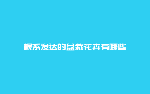 根系发达的盆栽花卉有哪些