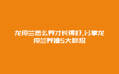 龙须兰怎么养才长得好,分享龙须兰养殖5大妙招