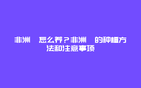 非洲堇怎么养？非洲堇的种植方法和注意事项