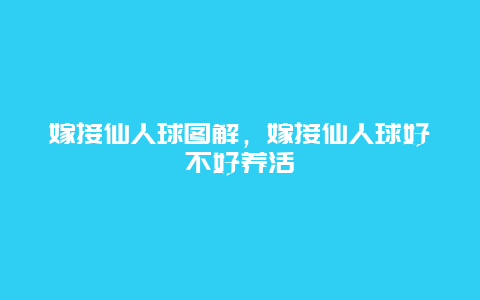 嫁接仙人球图解，嫁接仙人球好不好养活