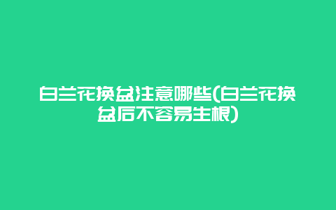 白兰花换盆注意哪些(白兰花换盆后不容易生根)