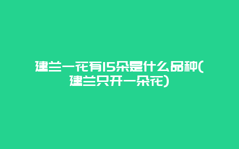 建兰一花有15朵是什么品种(建兰只开一朵花)