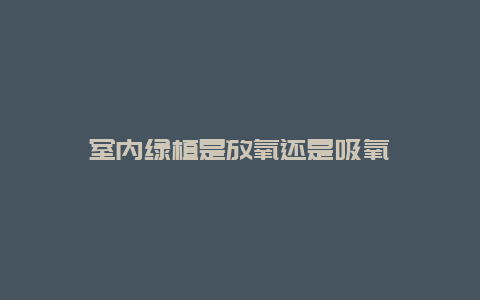 室内绿植是放氧还是吸氧