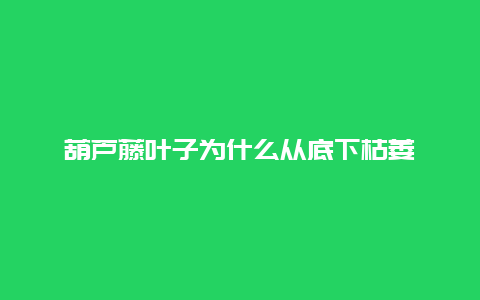 葫芦藤叶子为什么从底下枯萎