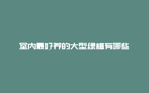 室内最好养的大型绿植有哪些