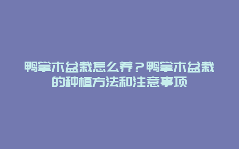 鸭掌木盆栽怎么养？鸭掌木盆栽的种植方法和注意事项