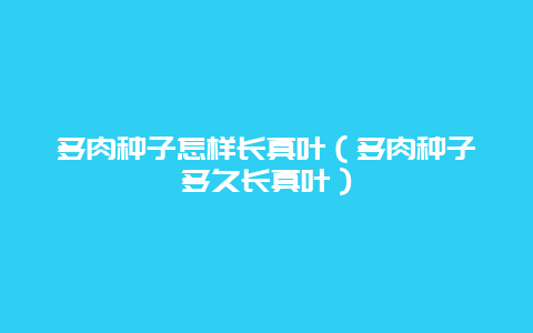 多肉种子怎样长真叶（多肉种子多久长真叶）