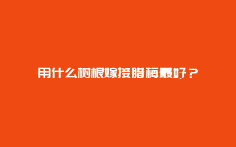 用什么树根嫁接腊梅最好？