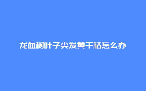 龙血树叶子尖发黄干枯怎么办