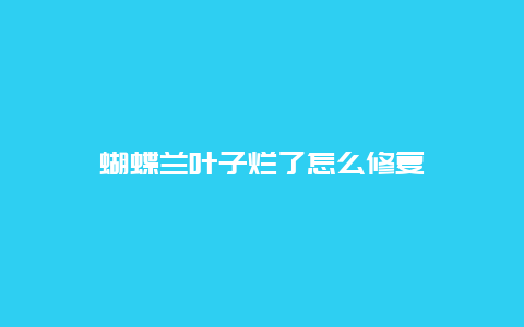 蝴蝶兰叶子烂了怎么修复