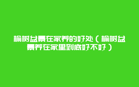 榆树盆景在家养的好处（榆树盆景养在家里到底好不好）