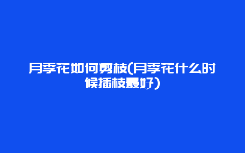 月季花如何剪枝(月季花什么时候插枝最好)