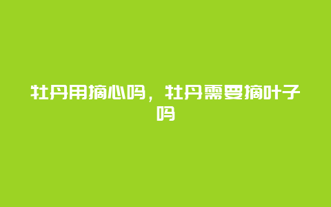 牡丹用摘心吗，牡丹需要摘叶子吗