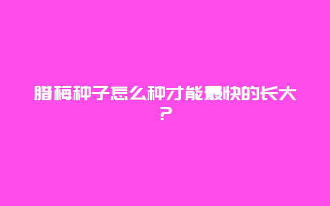 腊梅种子怎么种才能最快的长大？