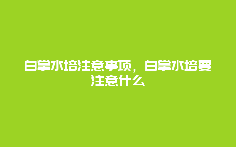 白掌水培注意事项，白掌水培要注意什么