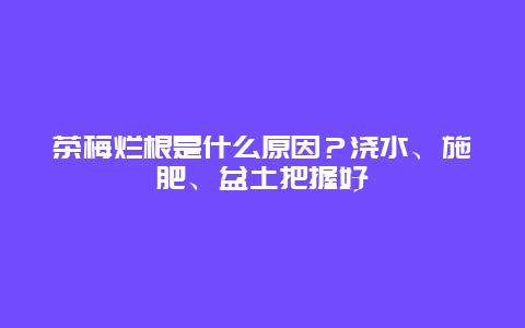 茶梅烂根是什么原因？浇水、施肥、盆土把握好