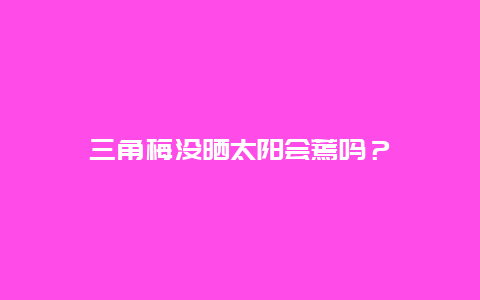 三角梅没晒太阳会蔫吗？