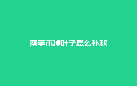 鹅掌木掉叶子怎么补救