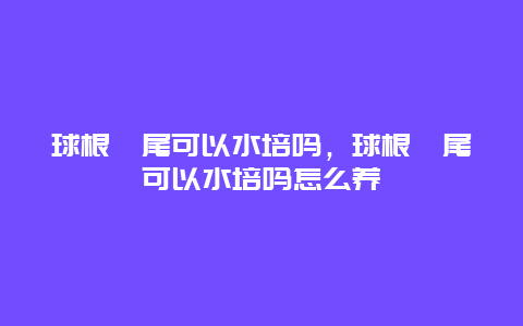 球根鸢尾可以水培吗，球根鸢尾可以水培吗怎么养