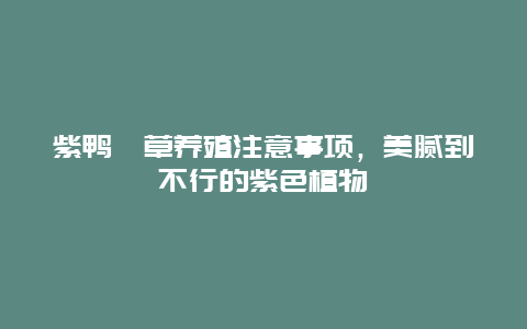 紫鸭跖草养殖注意事项，美腻到不行的紫色植物