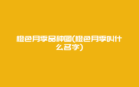 橙色月季品种图(橙色月季叫什么名字)