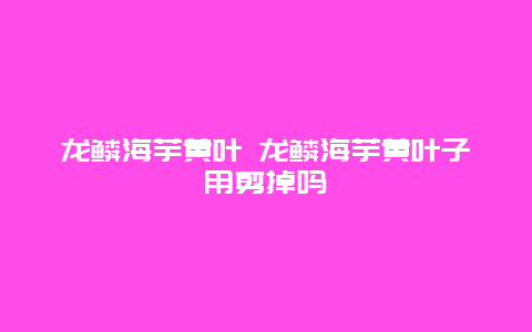 龙鳞海芋黄叶 龙鳞海芋黄叶子用剪掉吗