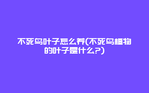 不死鸟叶子怎么养(不死鸟植物的叶子是什么?)