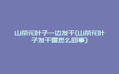 山茶花叶子一边发干(山茶花叶子发干是怎么回事)