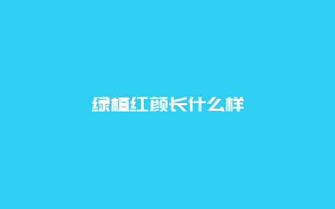 绿植红颜长什么样