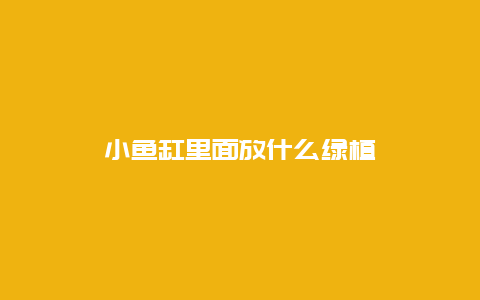 小鱼缸里面放什么绿植