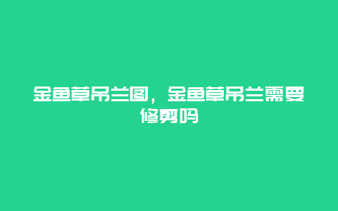 金鱼草吊兰图，金鱼草吊兰需要修剪吗