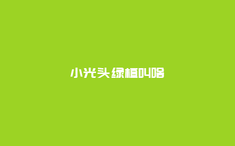 小光头绿植叫啥