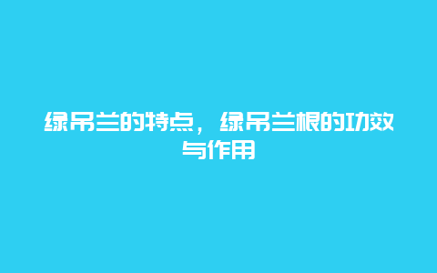 绿吊兰的特点，绿吊兰根的功效与作用