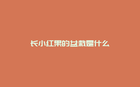 长小红果的盆栽是什么