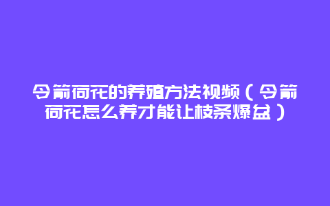 令箭荷花的养殖方法视频（令箭荷花怎么养才能让枝条爆盆）