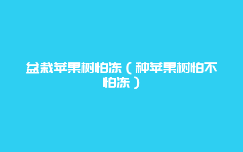 盆栽苹果树怕冻（种苹果树怕不怕冻）